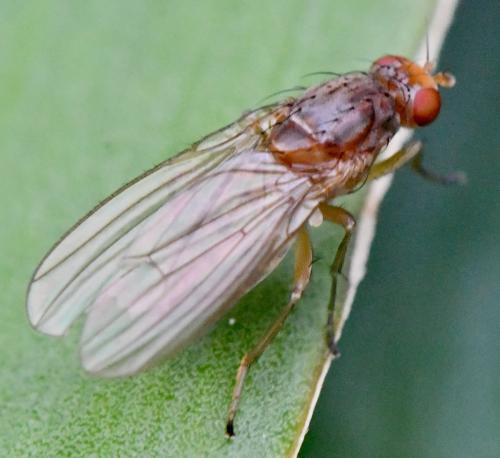 Suillia bicolor